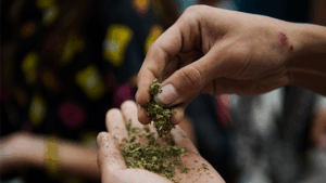 Hands holding K2 Spice Drug