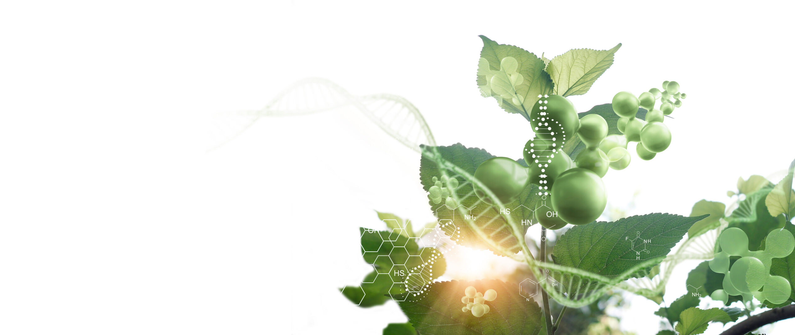 Plant and environment research, Biology laboratory nature and science, Plants with biochemistry structure on white background.