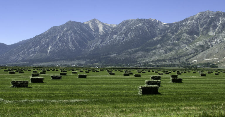 Field with alfalfa bales and Sierra Nevada mountains in the background under a clear blue sky.