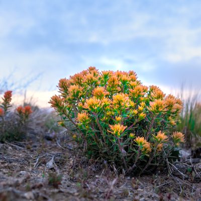 Colorful desert wildflower in the Northern Nevada desert near Reno. Colorful desert wildflower in the Northern Nevada desert near Reno.
