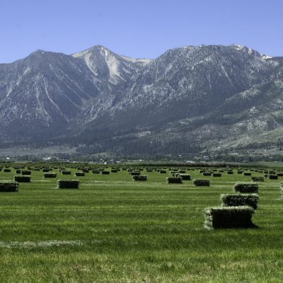 Field with alfalfa bales and Sierra Nevada mountains in the background under a clear blue sky.